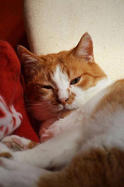 Kattenpraat