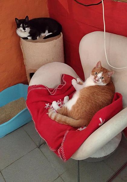 Kattenpraat