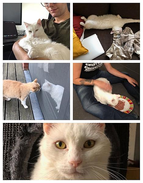 Kattenpraat