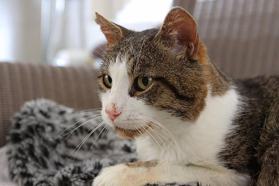 Kattenpraat
