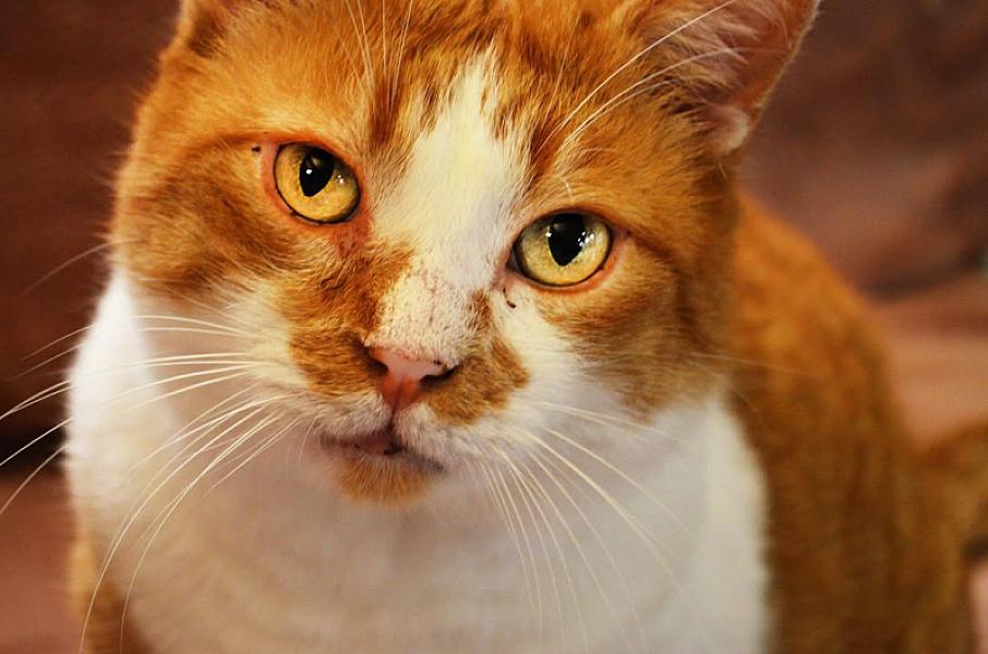 Kattenpraat