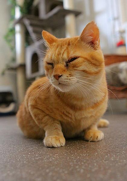 Kattenpraat