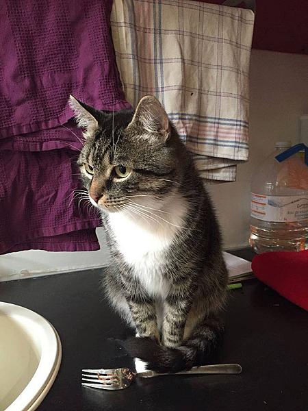 Kattenpraat