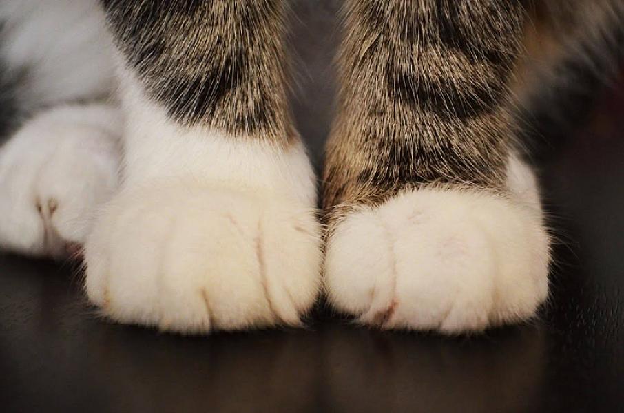 Kattenpraat