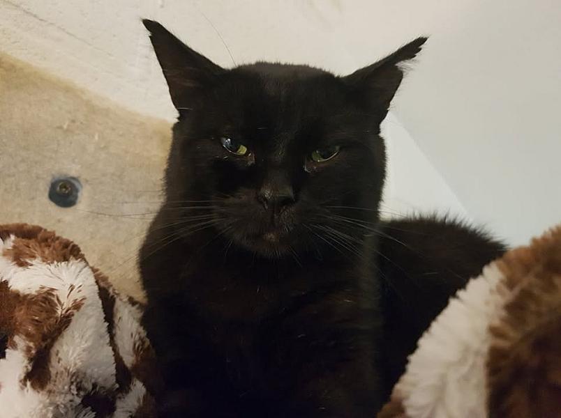 Kattenpraat