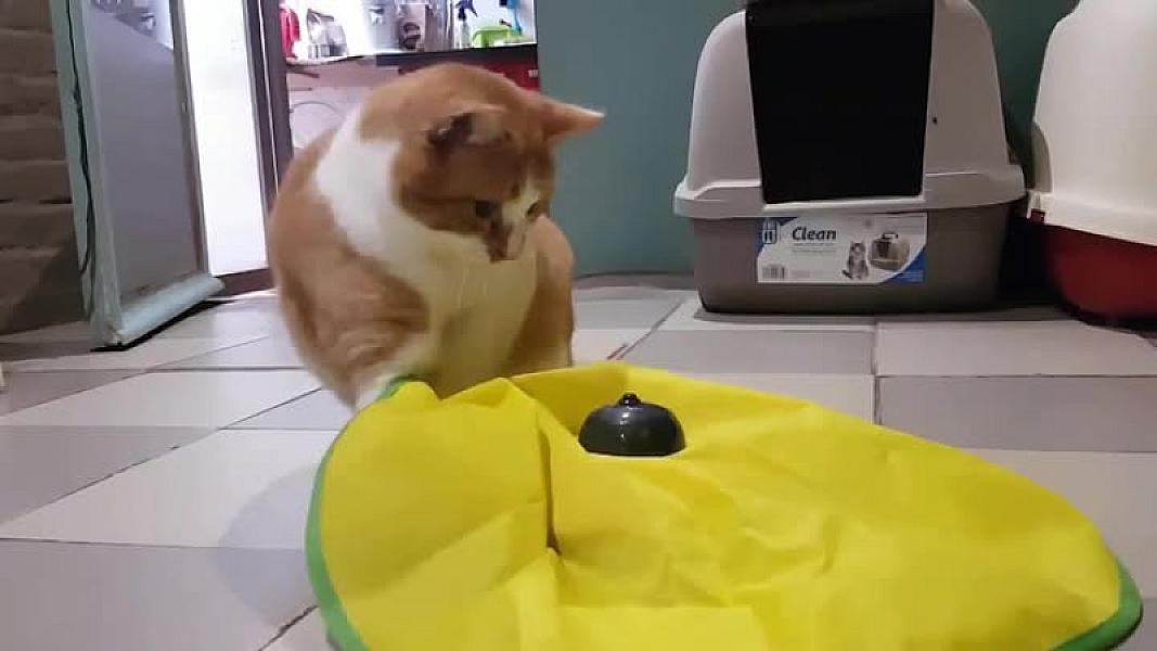 Kattenpraat