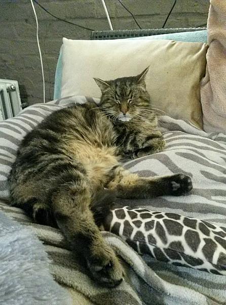 Kattenpraat