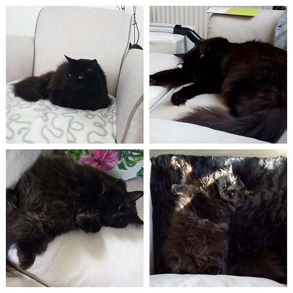 Kattenpraat