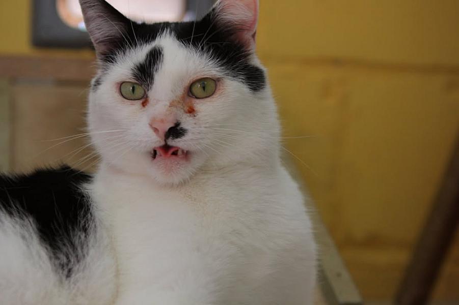Kattenpraat