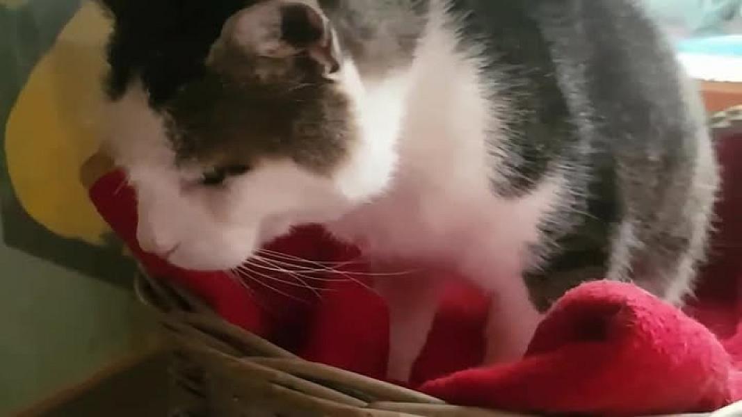 Kattenpraat