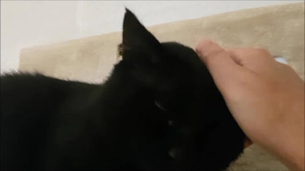 Kattenpraat