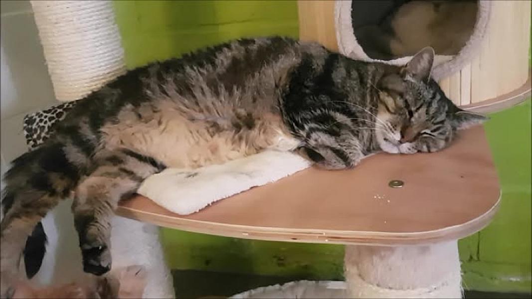 Kattenpraat