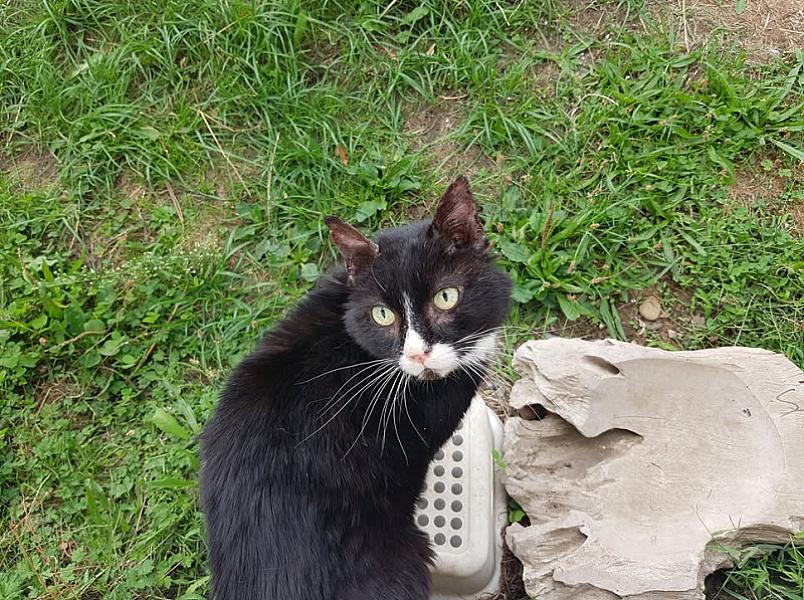 Kattenpraat