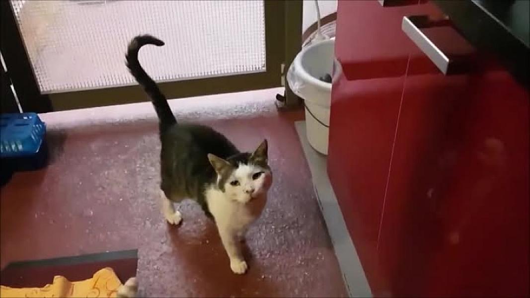 Kattenpraat