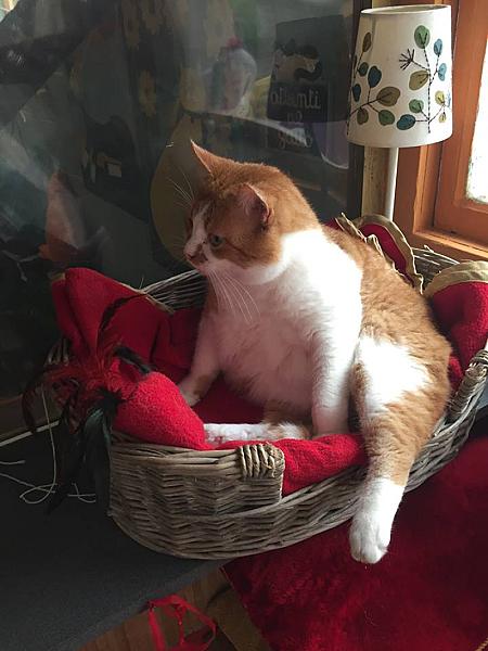 Kattenpraat