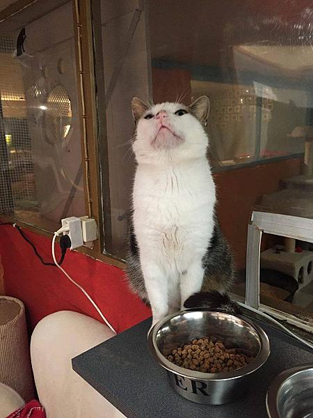 Kattenpraat