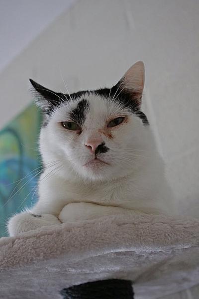 Kattenpraat