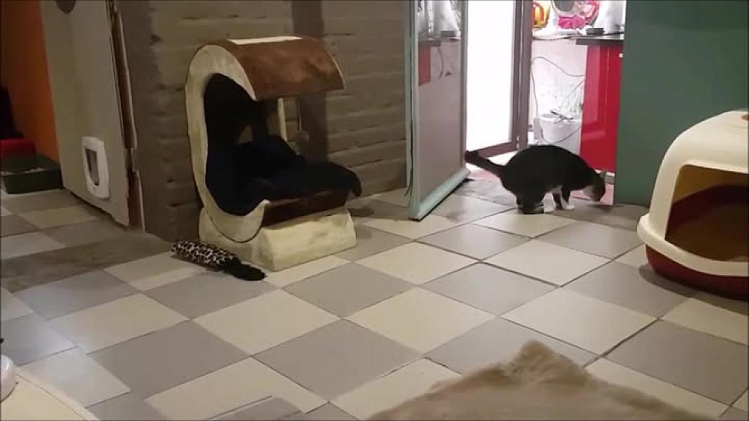 Kattenpraat