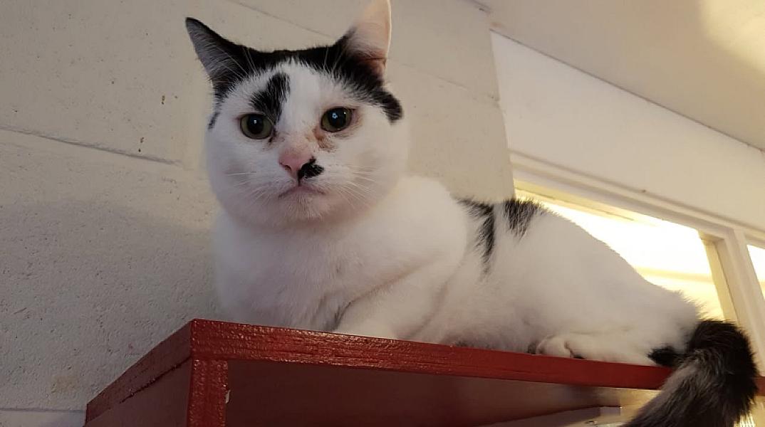Kattenpraat