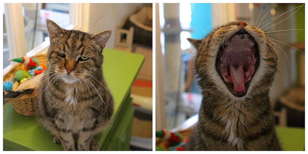 Kattenpraat