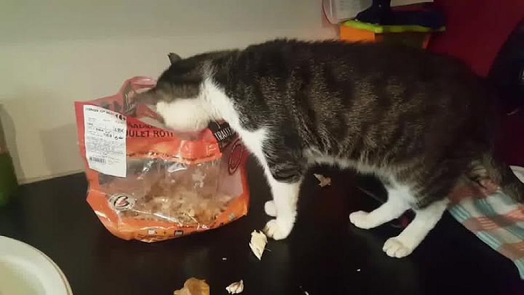 Kattenpraat