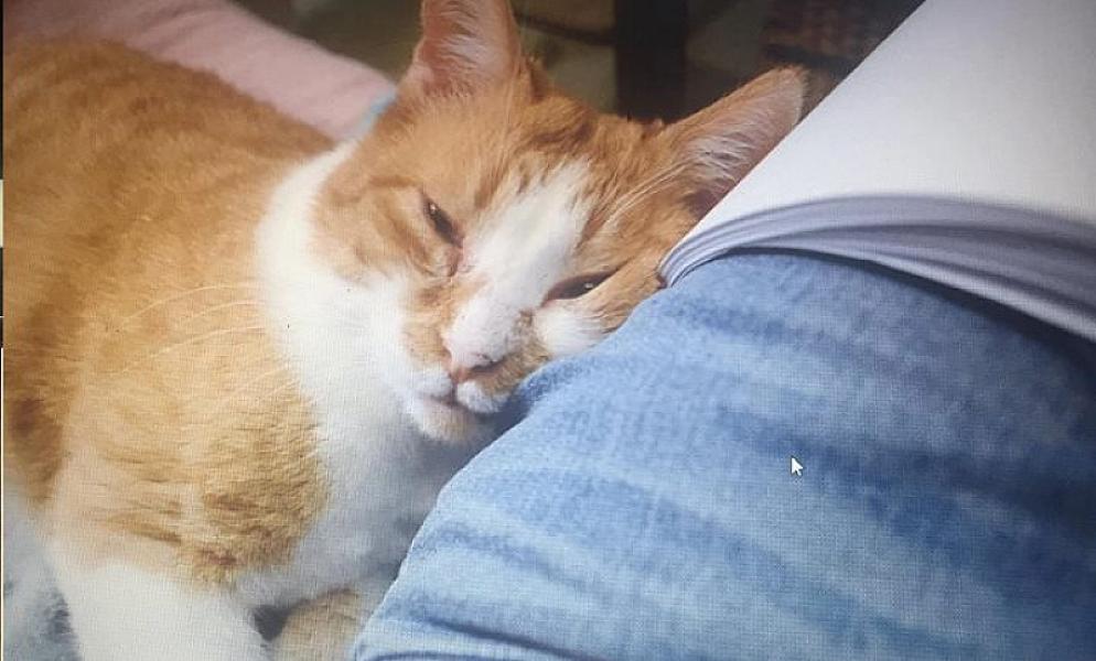 Kattenpraat