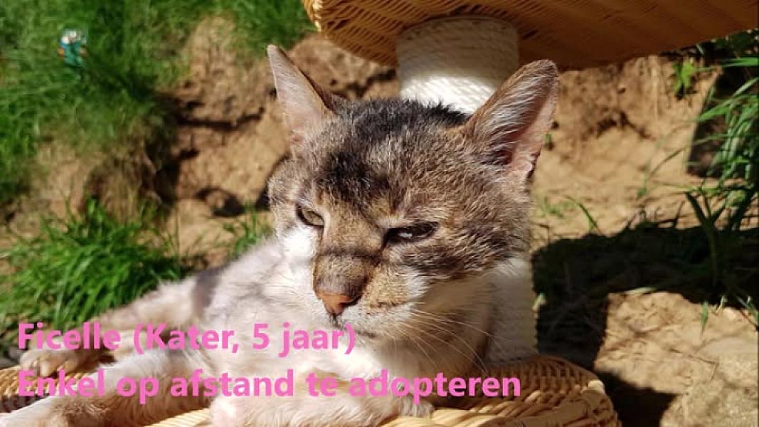 Kattenpraat