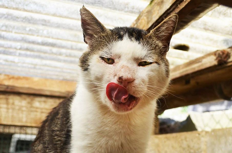 Kattenpraat