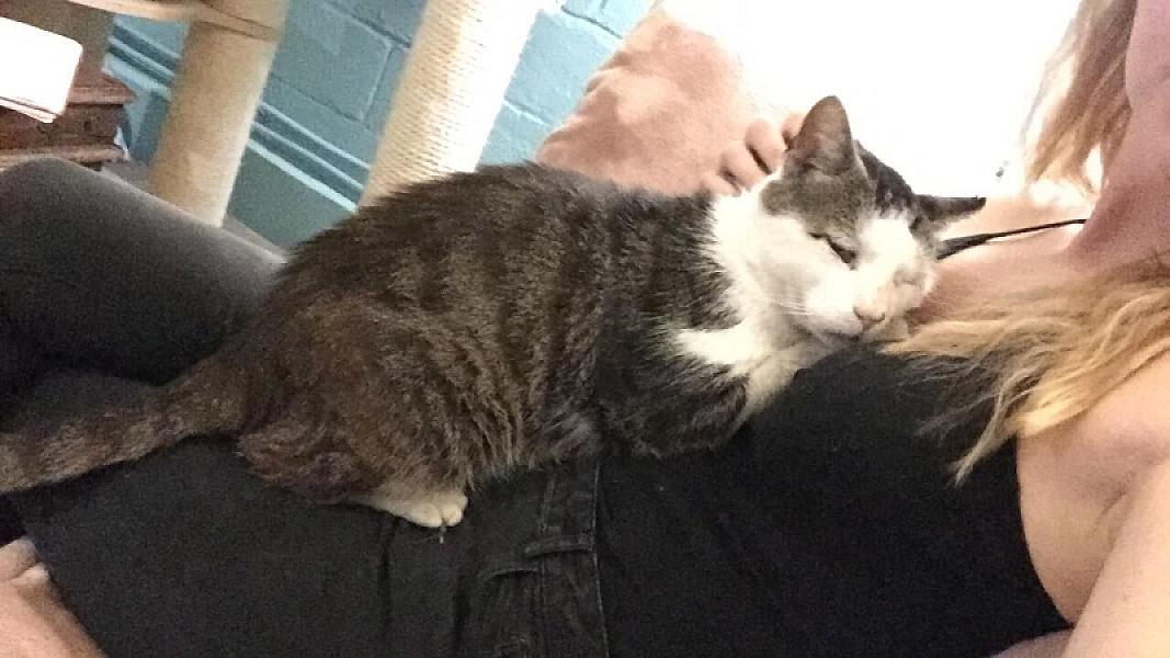 Kattenpraat