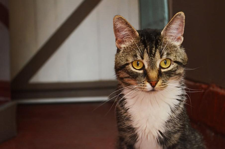 Kattenpraat
