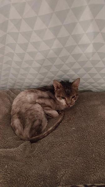 Kattenpraat