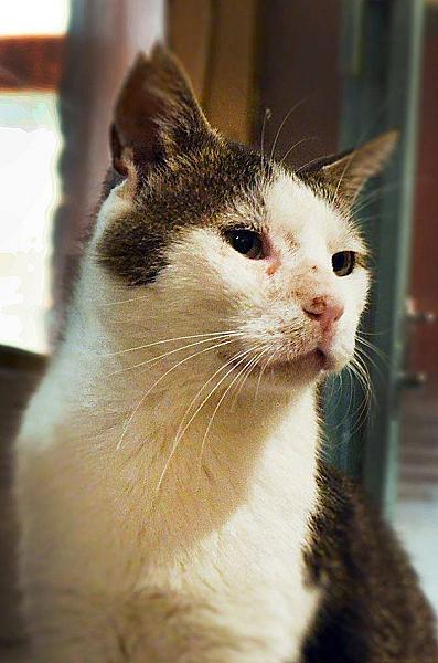 Kattenpraat