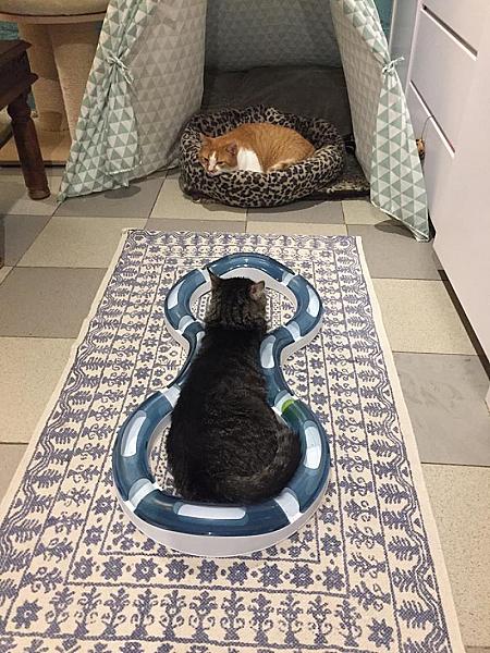 Kattenpraat