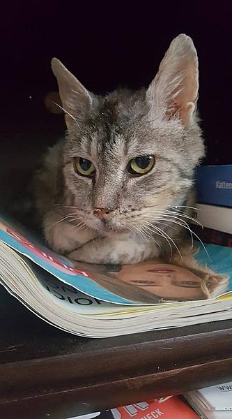 Kattenpraat