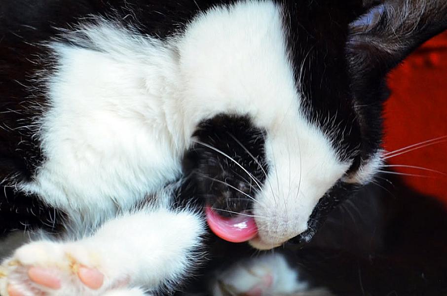 Kattenpraat