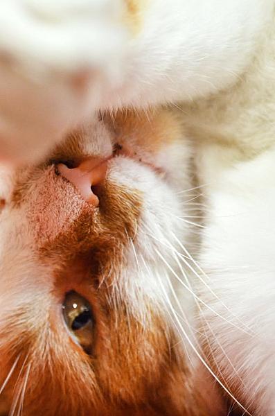 Kattenpraat
