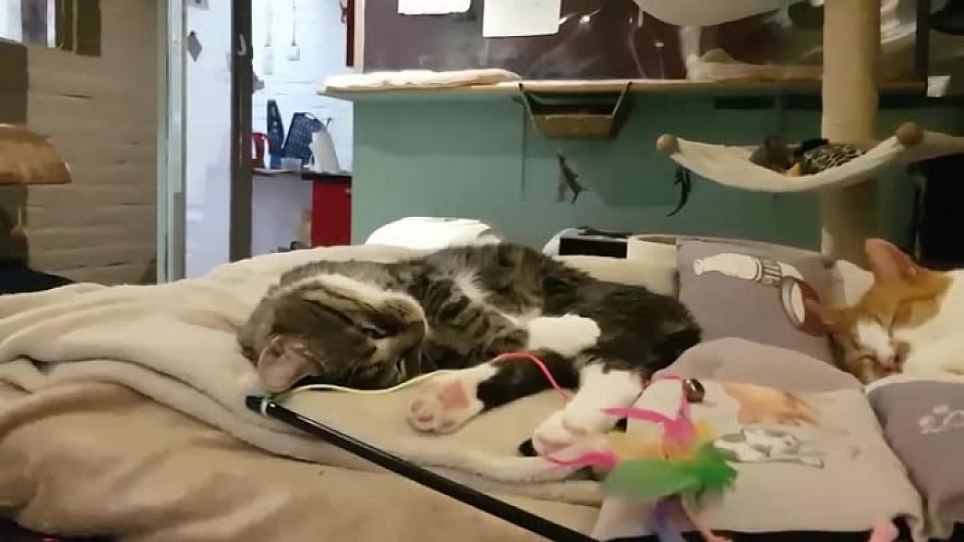 Kattenpraat