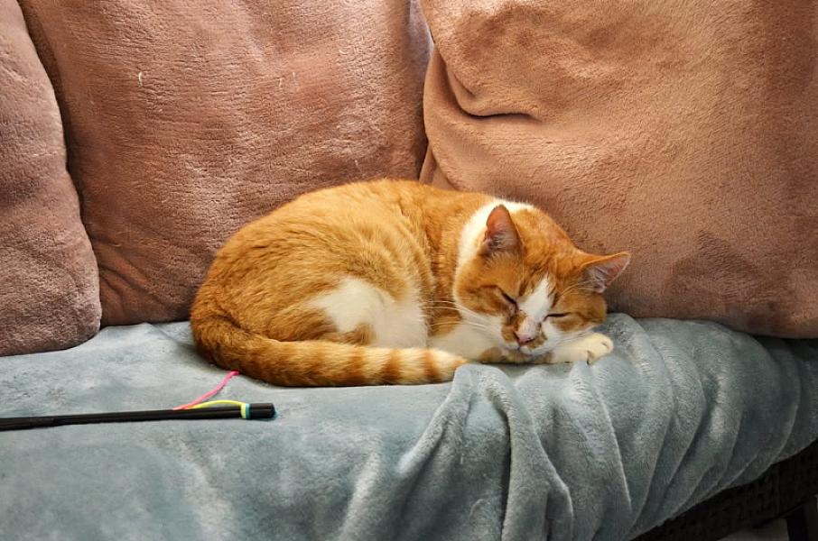 Kattenpraat