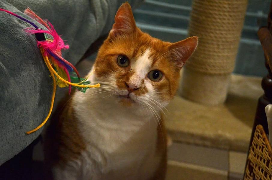 Kattenpraat