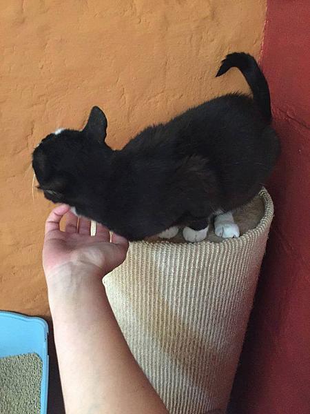 Kattenpraat
