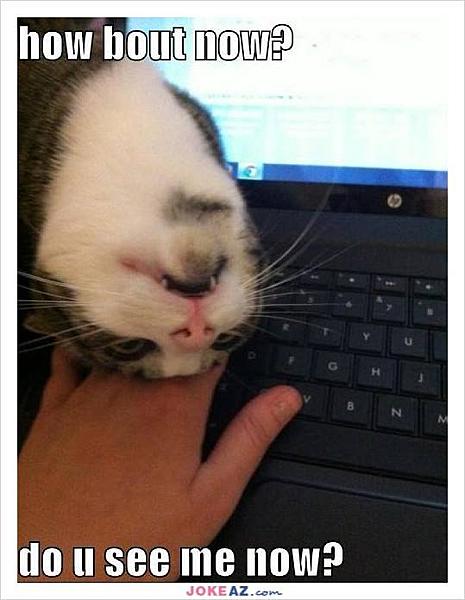 Kattenpraat