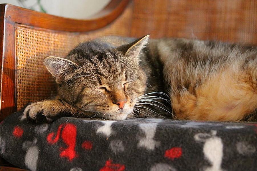 Kattenpraat