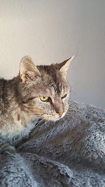 Kattenpraat