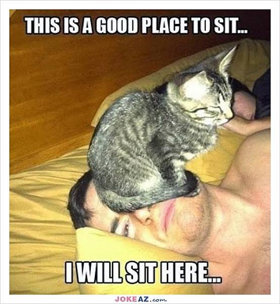 Kattenpraat