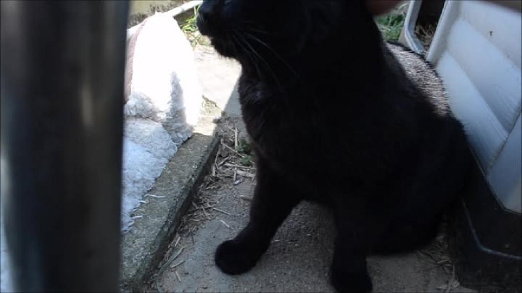 Kattenpraat