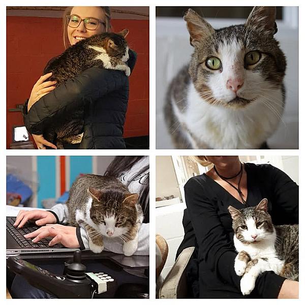 Kattenpraat