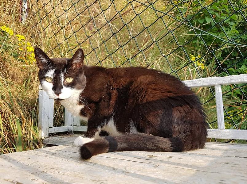 Kattenpraat