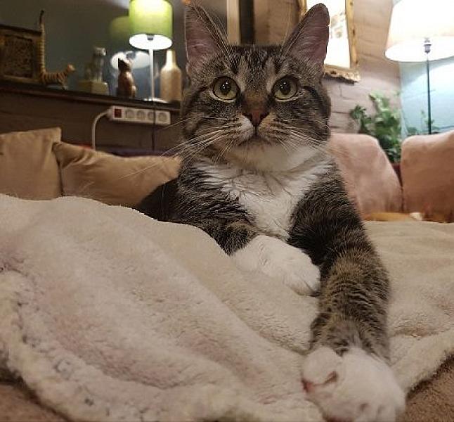 Kattenpraat