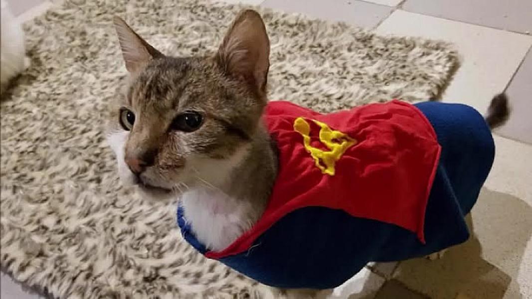 Kattenpraat