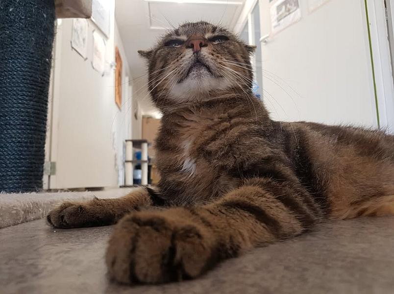 Kattenpraat